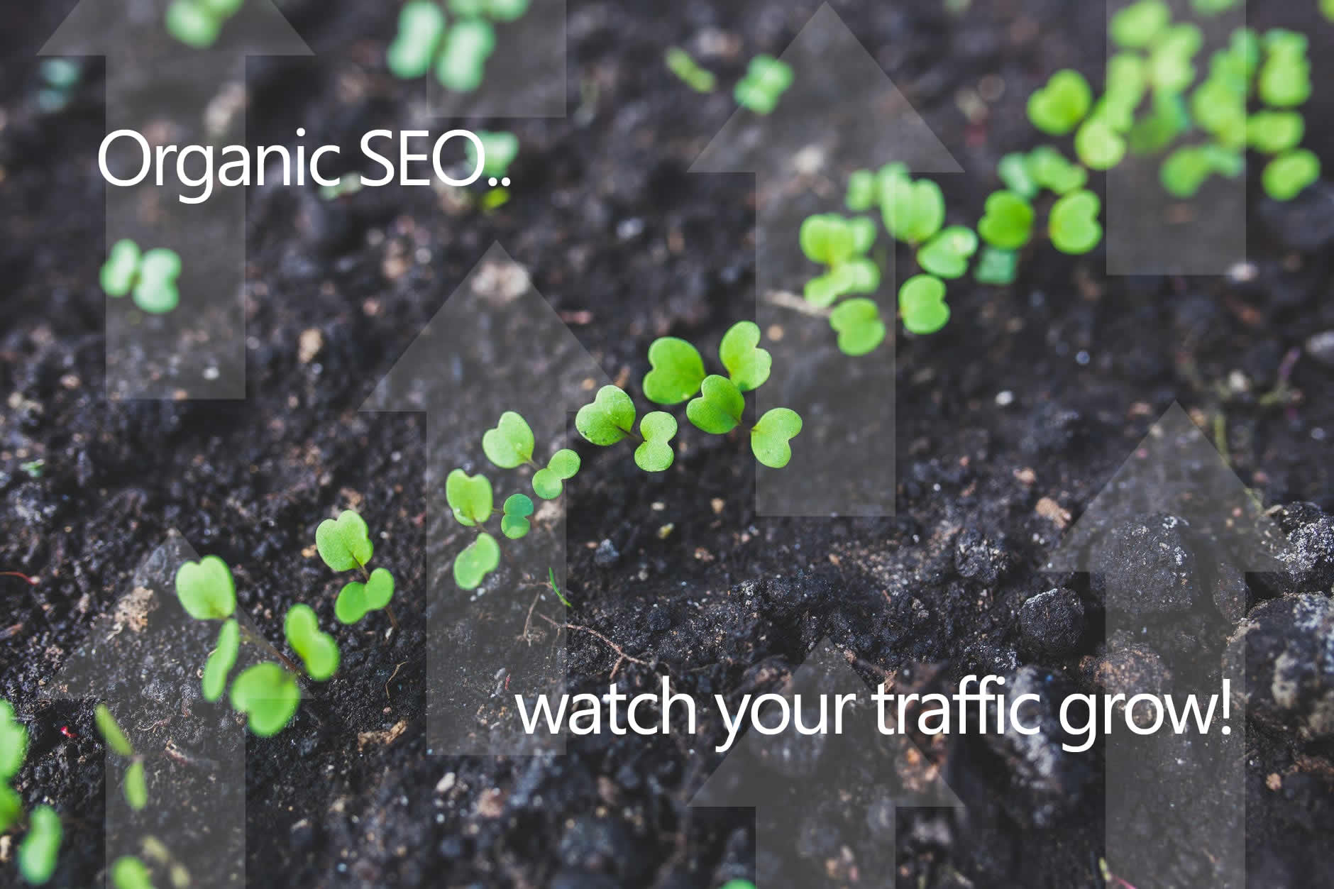 Seedlings to represent organic search engine positioning 